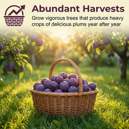 🍑Heirloom Non-GMO Grafted Plum Tree