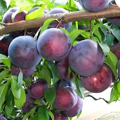 🍑Heirloom Non-GMO Grafted Plum Tree
